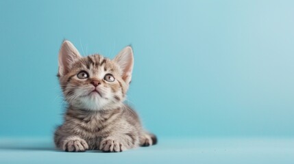 Cute cat playing over plain background