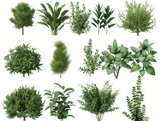 Set of Plant and shrubs in 3d rendering isolated