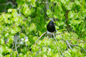 Common starling (Sturnus vulgaris) sitting in a tree in Zurich, Switzerland