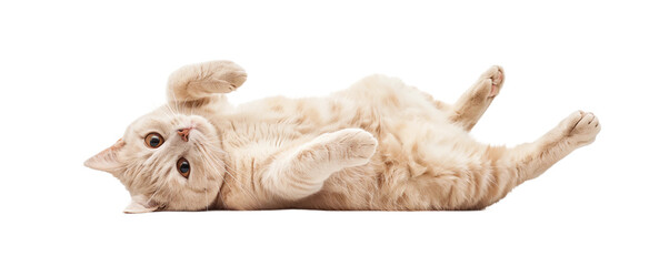 A beige cat lies on its back, playing and rolling around, with an isolated white background.