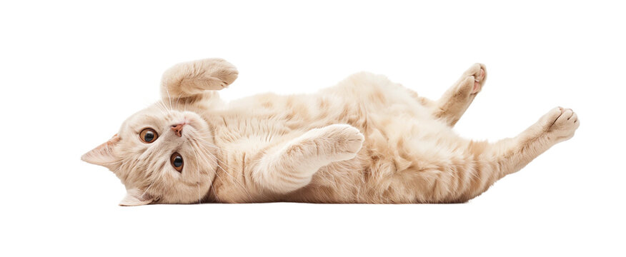 A beige cat lies on its back, playing and rolling around, with an isolated white background.