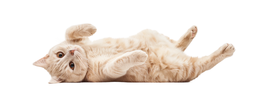 A beige cat lies on its back, playing and rolling around, with an isolated white background.