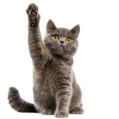 A British Shorthair cat sitting and raising its paw to give high five, isolated on white background