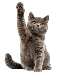 Obraz premium A British Shorthair cat sitting and raising its paw to give high five, isolated on white background