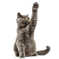 A British Shorthair cat sitting and raising its paw to give high five, isolated on white background