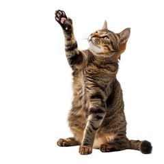 A cat sitting and raising one paw to give high five isolated white background