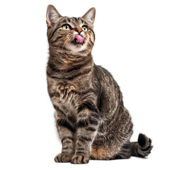 a cat sitting with its tongue out and mouth open, isolated on white background