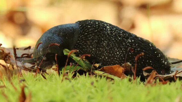 Schwarzer Schnegel (Limax cinereoniger) frisst Schnecke
