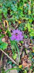 Purple field flowers with green backgrounds