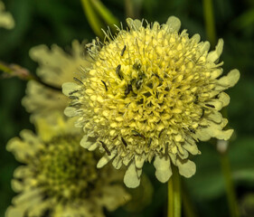Céphalaire géante alpestre sur le col du Lautaret au Monêtier-les-Bains, Hautes-Alpes, France