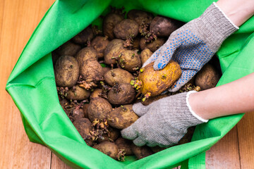 man in gloves holds sprouted potatoes, close-up.