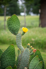 Beautiful yellow blossom of Prickly Pear Cactus flower (Opuntia humifusa) in Texas spring. Cactus...