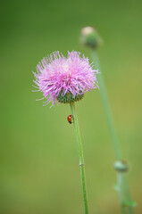 Ladybug walking down on Texas Thistle flower stem in spring. Natural green background with copy...