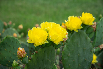 Beautiful yellow blossoms of Prickly Pear Cactus flower (Opuntia humifusa) in Texas spring. Cactus...