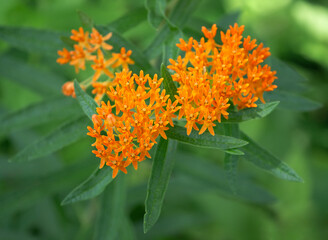 Butterfly weed (Asclepias tuberosa) blooming in the garden. It is a species of milkweed and...