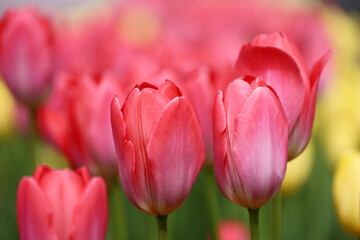 Red and yellow tulip flowers, spring background. Field of blooming tulips, selective focus