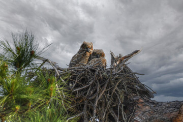 Great horned owlets in nest