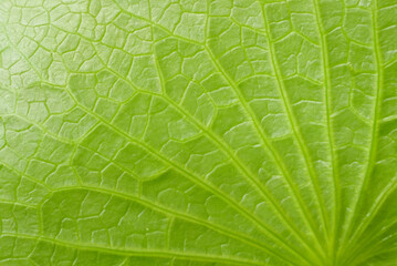 Close-up of Textured Green Lotus Leaf