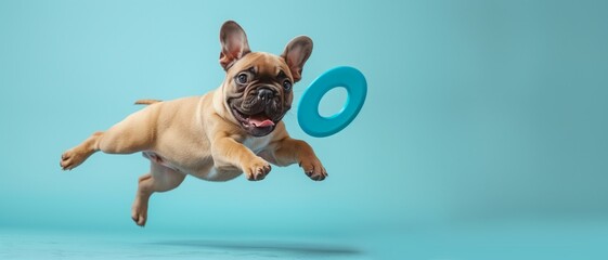 An energetic French Bulldog leaps with joy to catch a blue flying toy against a serene turquoise background, displaying playfulness.