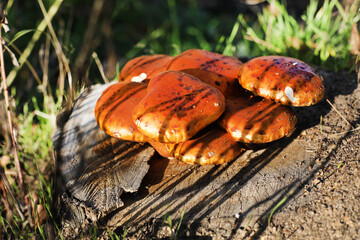 Orange mushrooms growing on a log in a forest