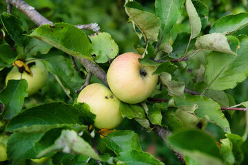 Green apples growing on tree branch in a garden