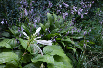 Hosta plants with purple and white flowers. Shade tolerant plants in a garden in summer
