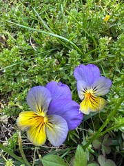 Flowers natural beauty 