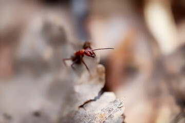 wild nature on different days