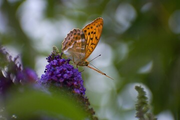 butterfly on flower