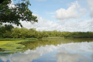 Wetland with bright colors and sky with clouds with reflections. in Aiguamolls d'Emporda natural park, Catalonia horizontal photo