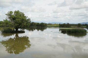 Wetland with bright colors and sky with clouds in Aiguamolls d'Emporda natural park, Catalonia horizontal photo