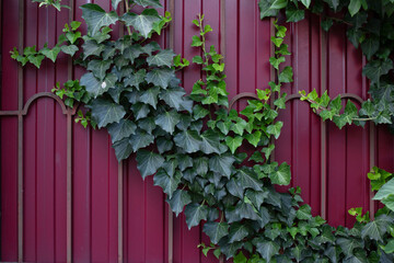 Ivy Hedera on red fence texture for background.