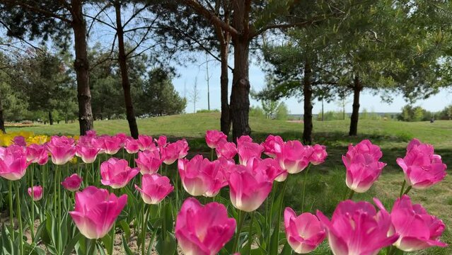 Beautiful pink tulips in the park.