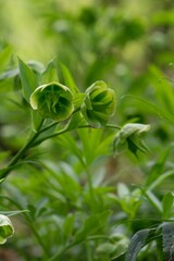 Helleborus in forest