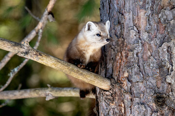 Pine Marten in a Pine Tree