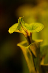 Obraz premium Plant