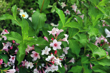 Beautiful veigela branch with bright pink flowers bells