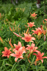 Yellow orange flowers of the daylily in summer garden