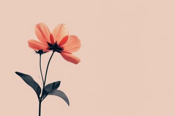 A single orange flower stands out against a soft pink background, A minimalist design featuring a single, elegant flower against a plain background