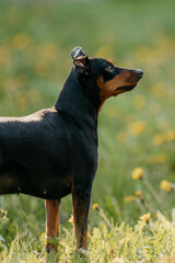 German Pinscher breed dog in dandelions