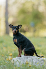 German Pinscher breed dog in dandelions
