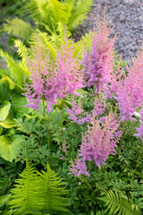 Obraz premium Pink astilba plant flowers in the garden
