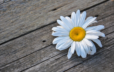 White chamomile flower on a wooden background