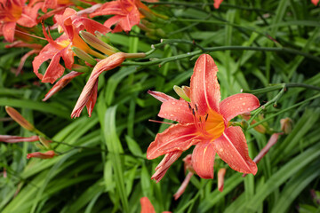 Yellow orange flowers of the daylily in summer garden