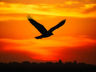 Naklejka premium Soaring Free: Bird Silhouetted Against a Vast Sky. Solitary Bird Glides Across the Open Sky. generative AI
