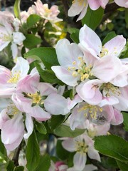 Obraz premium blooming apple tree