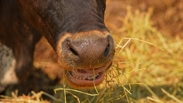Slow motion of cow nose and lips close up. Cattle cow grazing on hay at summer in Canada. Brown spotted Longhorns calf animal portrait. Cute friendly animal chewing grass at rural farm. Farming.