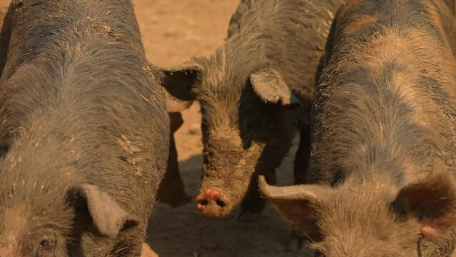 Pigs in the dirt at open farm slow motion, hot summer evening. Hilarious dirty hogs in ranch mud. Domestic pigs livestock at free range. Animals portrait in slow motion. Livestock agriculture