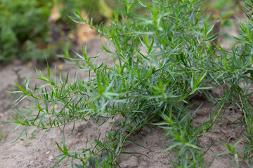 Tarragon plant growing on a bed in the vegetable garden. Medicinal and condiment herbs.