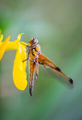 Red dragonfly is sitting on a yellow flower, newly hatched insect, wetland Haff Reimich, nature...